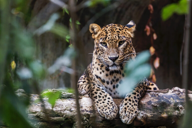 Ceylon Leopard, Sri Lanka - Safari Outside of Africa