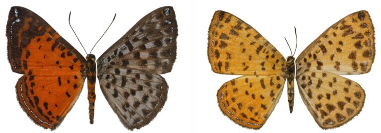 New Butterfly Species Discovered in Ecuador’s Mashpi Reserve
